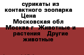 сурикаты из контактного зоопарка › Цена ­ 65 000 - Московская обл., Москва г. Животные и растения » Другие животные   